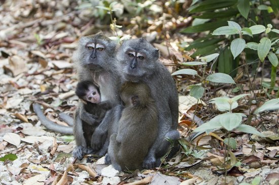 Image of Monkeys